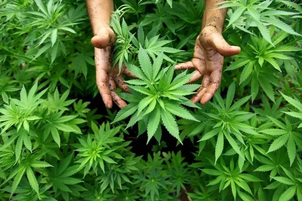 grows medicinal marijuana in Safed